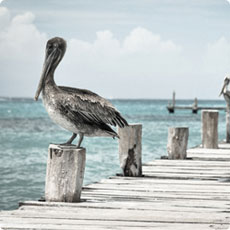 Sessione newborn in studio